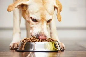 Buy Royal Canin Maxi Starter - Dog Food at Best Price  Pawrulz