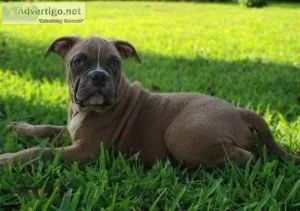 American BULLDOG GOING FAST
