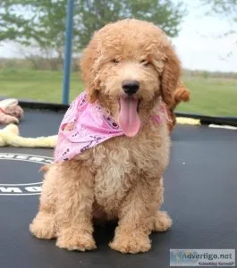 goldendoodle girl