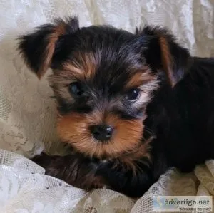 AKC Yorkie Puppies