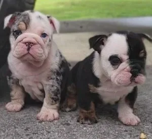 English Bulldog  PUPPIES NEED THEIR FOREVER HOME