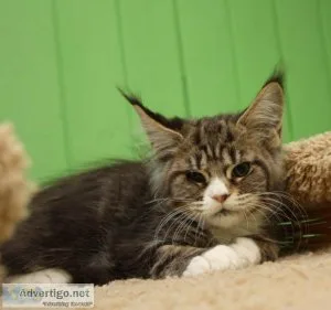 Amazing kittens Maine Coon