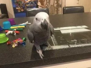 For Hand Reared African Grey Parrots