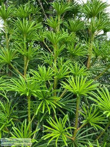 Do you love the unique and interesting pines
