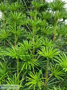 Do you love the unique and interesting pines