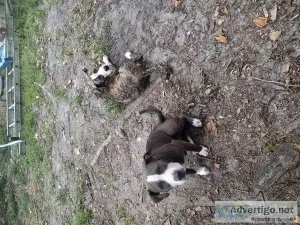 Male Red nose Pitbull pups 6 months old