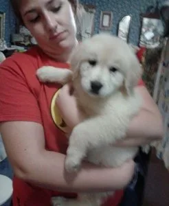 Registered Golden Retriever Puppies