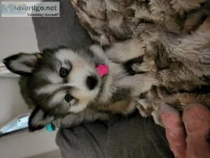 7 Week Old Blue Eyed Husky Puppies