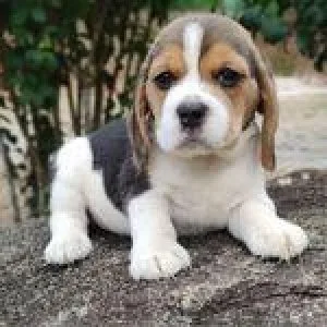 Beagle Puppies Available