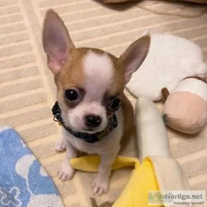 Beautiful Pure Bred Chihuahua Puppies