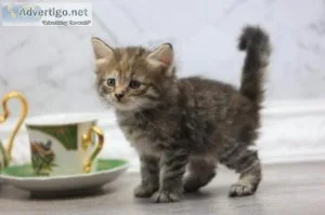 Siberian Kittens For Sale