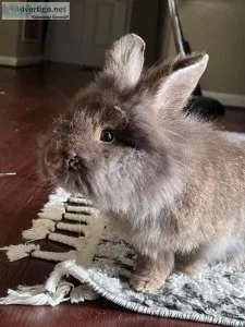 Lionhead bunny  bunnies