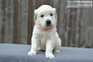 Golden Retriever Puppies