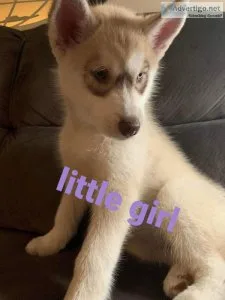 Siberian husky