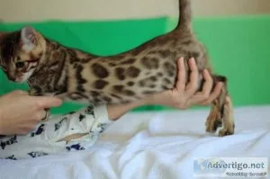 Beautiful Brown Snow Marble And Silver Bengal Kittens Available