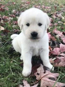 Healthy Cream Golden Retriever Puppies Nashville