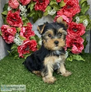 Sweet Yorkie Puppies For Rehoming