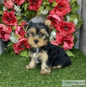 Yorkshie terriers for sale