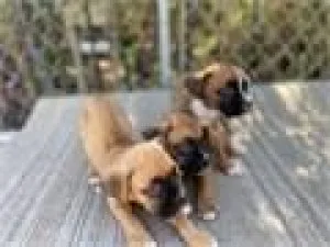 boxer americano purebred