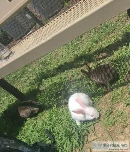 Charlotte Bun Babies