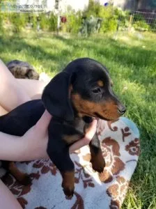 Dachshund Puppies Ready