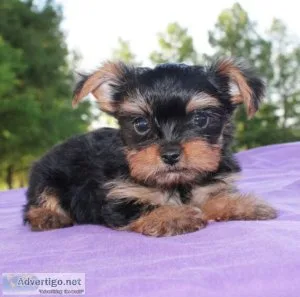Yorkie available now