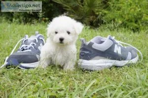 Female Bichon Frise for Lovely Home Hailey