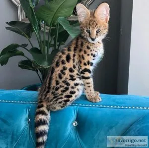 Adorable Serval and Savannah kittens.