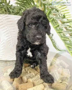 Mini Goldendoodles For Loving Homes