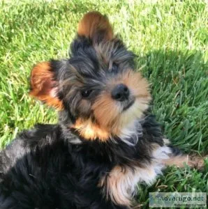 Yorkie puppies ready adoption