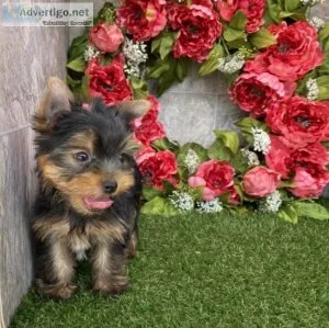 Beautiful Yorkshire Terrier
