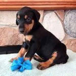 Doberman Puppies