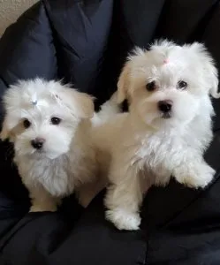 Maltese Puppies Available