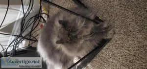 Persian male