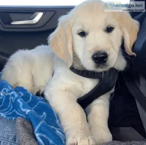 Rehoming-Golden Retriever