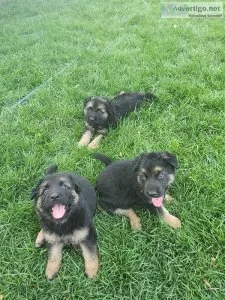 AKC REGISTERED GERMAN SHEPHERD PUPS