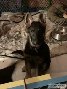 Beautiful German Shepherd puppies