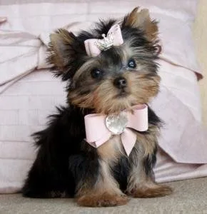 Beautiful Purebred Yorkie Puppies