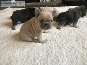 Stunning Blue French Bulldog Puppy