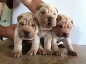 Adorable Shar Pei Puppies For Adoption