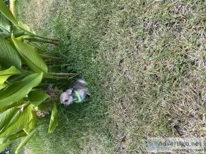 Yorkie Mix Puy