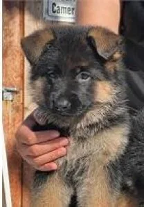 German Shepherd Puppies