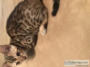 Male Bengal Kitten