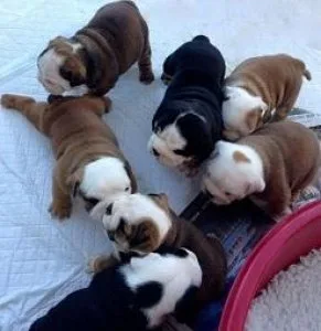Akc Registered English Bulldog Puppies Now Ready