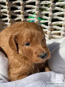 Standard Goldendoodles Ready