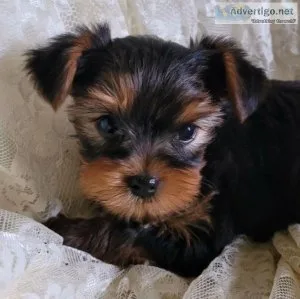 Lovely and beautiful Yorkie puppies