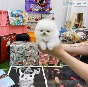 adorable teacup Pomeranian ready to go