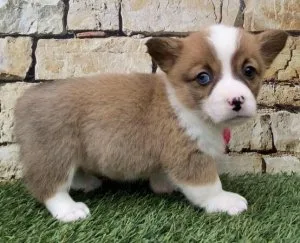 Purebred Pembroke Corgi Puppies