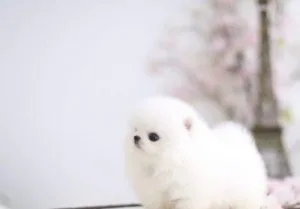 Amazing Micro Teacup Bear Face Pom Available