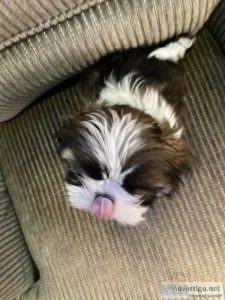 Purebred Shih Tzu